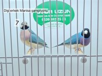 Her renk iri jumbo gouldian finch (Gökkuşağı İspinozu)