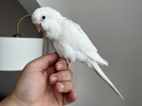 Albino Kırmızı Göz Monk Bebek