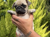 Mini Pug Yavrumuz