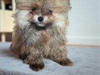 Pomeranian Boo Yavrular