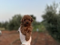 Sağlık ve ırk garantili toy poodle yavrularımız 