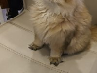 British longhair prens yeni yuvasını bekliyor