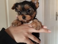 Yorkshire terrier