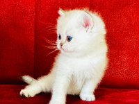 British shorthair ve longhair yavrular