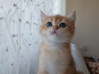 Golden bebekler british shorthair