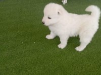 SAMOYED YAVRULARI ORİJİNAL SAFKAN