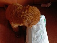 Teacup poodle