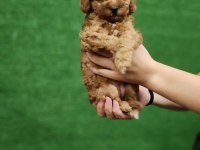 Toy poodle 1 dişi ve 1 erkek