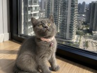 Safkan British Shorthair bebekler