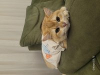 British shorthair Golden Ny12