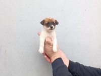 A kalite jack russell bebekler