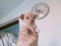 Dişi 43 günlük chihuahua