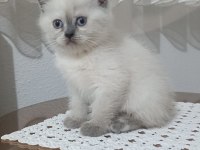 Sadece Aileye British Shorthair