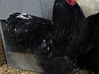 BLACK BRAHMA KULUÇKALIK YUMURTA & CİVCİV