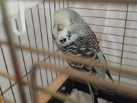 Jumbo Muhabbet Kuşu