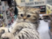 British shorthair tuvalet eğitimli