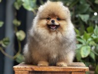 Mersin pomeranian boo yavru