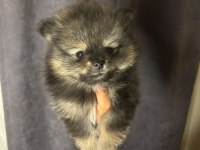 Teacup Pomeranian