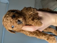 Dişi koyu renk poodle