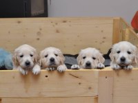 Golden Retriever Yavruları