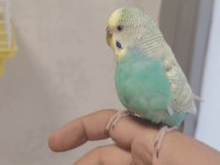 2 Yaşında Dişi Muhabbet Kuşu