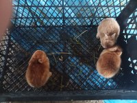 Cüce Tavşan Melezleri Bursa Sahiplendirme Olacaktır