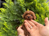 TOY POODLE YAVRULARIMIZ IRK VE SAGLIK GARANTİLİ