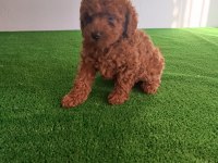 Poodle bebeklerimiz yeni ailelerine gitmeye hazırlar