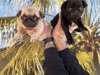 IRK VE SAĞLIK GARANTİLİ PUG RESMİ İŞLETMEDEN