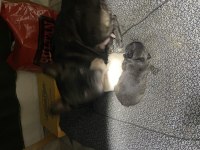 French bulldog yavrusu