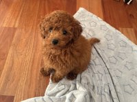 Toy Poodle Cinsi Yavru