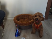 1.5 Aylık orj toy poodle yavruları