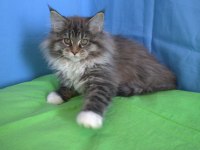 İlloai ve Arthur eşleşmesi son iki kız şecereli maine coon