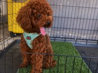 Poodle Oğluma Eş Arıyorum