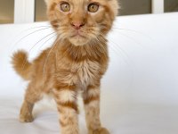 SAFKAN XL Mainecoon Red 