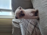 Scottish fold / siyam
