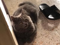 British longhair oğlumuzu acil sahiplendiriyoruz
