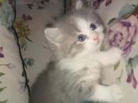 Yavru british longhair