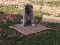 Orijinal kangal yavrusu dişi