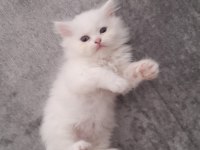 Duygularınızı değiştirecek chinchilla bebişlerim