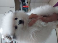 2 aylık erkek pomeranian boo