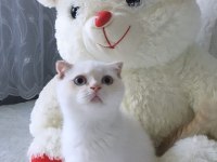 Safkan scottish fold beyaz