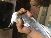 White face erkek dişi sultan papağ video resim vardır