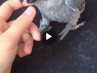 EL BESLEME JAKO PAPAĞANI