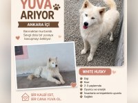 HUSKY ANKARA İÇİ ACİL YUVA ARIYORUM