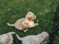 Golden Retriever Yavrularımız Evinizin Neşesi Olacaktır