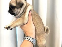 IRK GARANTİLİ PUG YAVRULARI