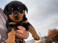 Profesyonel Üretim Çifliğinden Rottweiler Kapıda Ödeme