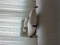SAFKAN ERKEK BRİTİSH YAVRUM