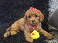 Sevimli Prenses Poodle